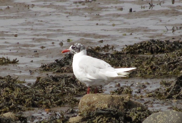 Mediterranean Gull