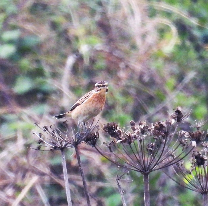 whinchat