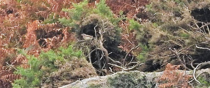 Wryneck