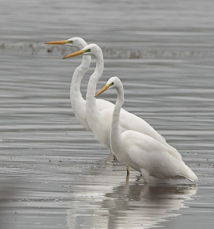 Great White Egret