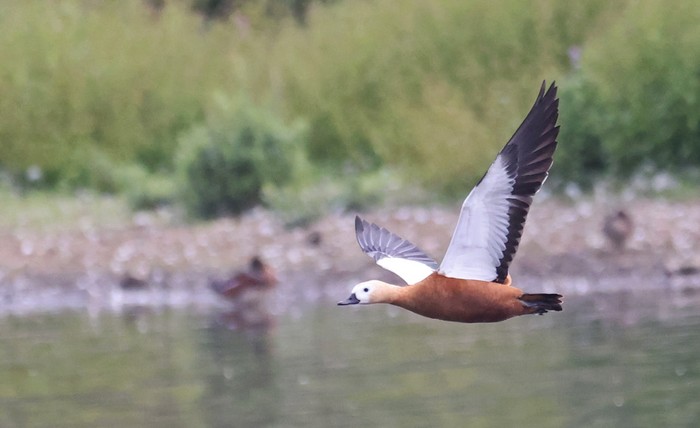 Ruddy Shelduck