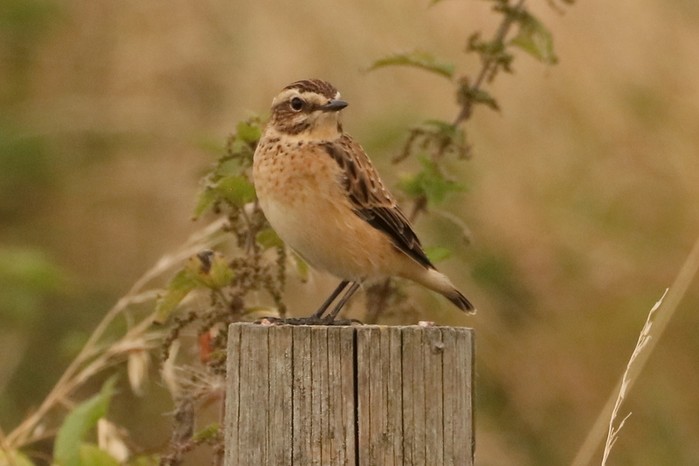 Whinchat