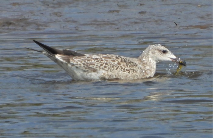 Caspian Gull