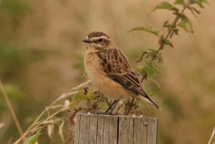 Whinchat