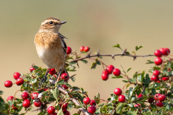 Whinchat