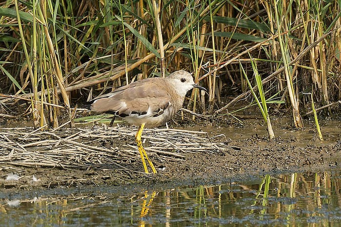 White-tailed Lapwing