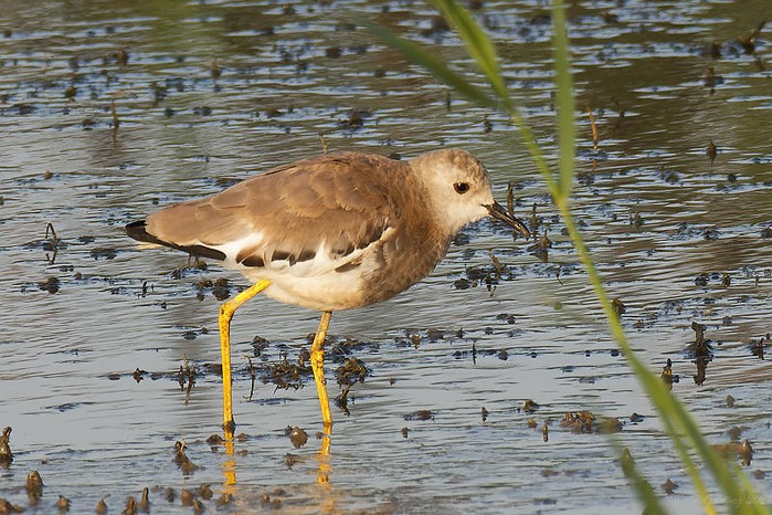 White-tailed Lapwing