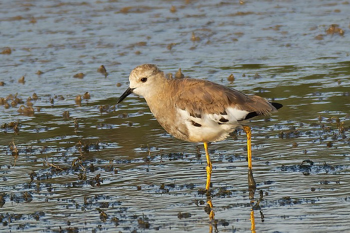 White-tailed Lapwing