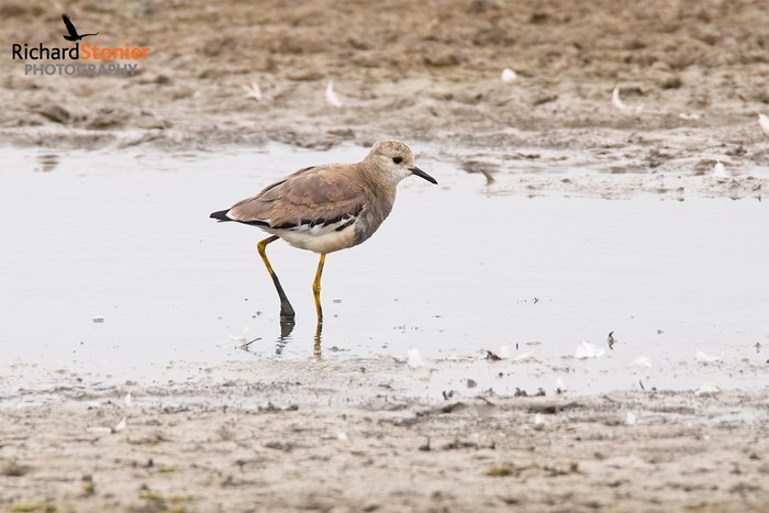 White-tailed Lapwing