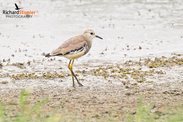 White-tailed Lapwing
