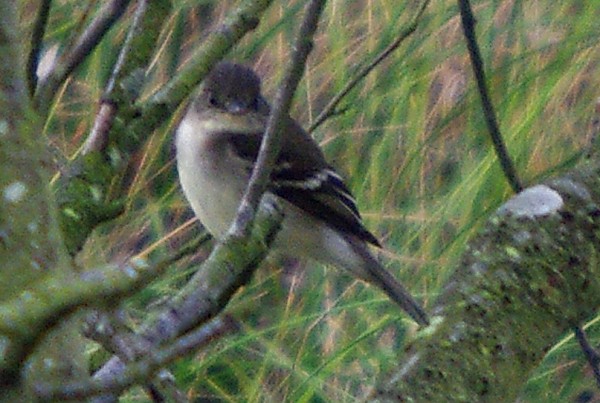 Alder Flycatcher