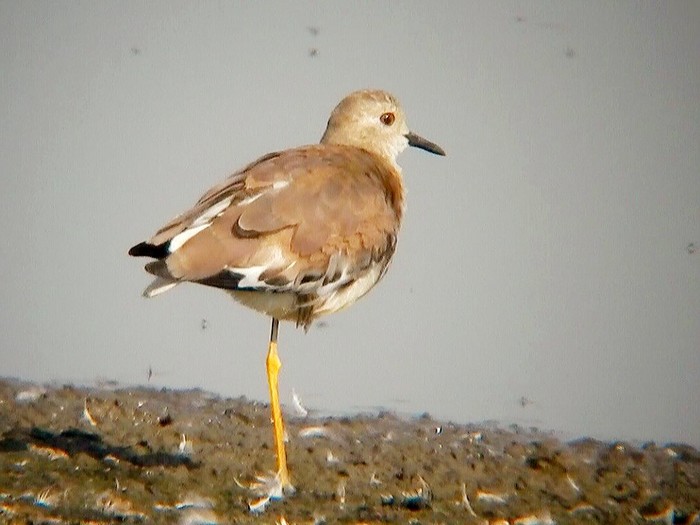 White-tailed Lapwing