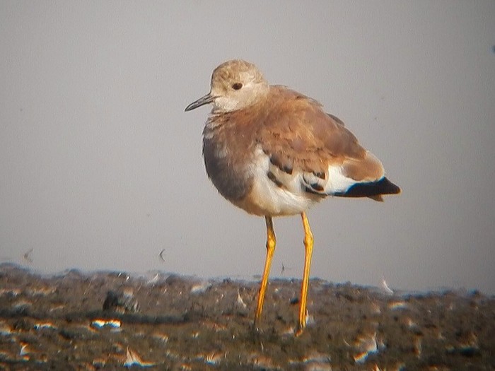 White-tailed Lapwing