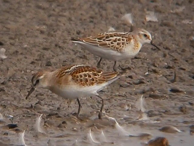 Little Stint