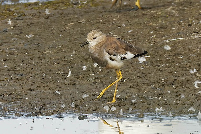 White-tailed Lapwing