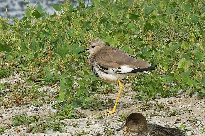White-tailed Lapwing