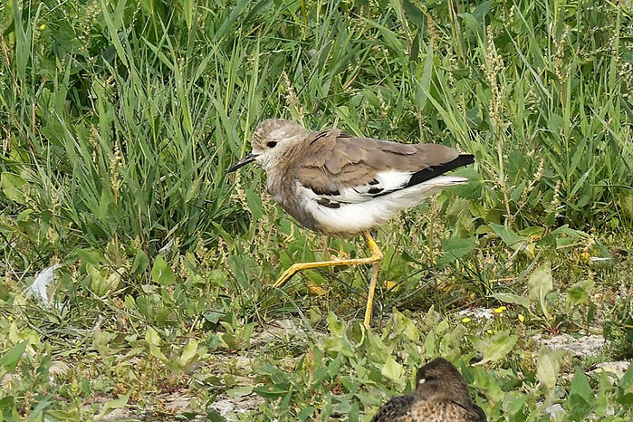 White-tailed Lapwing