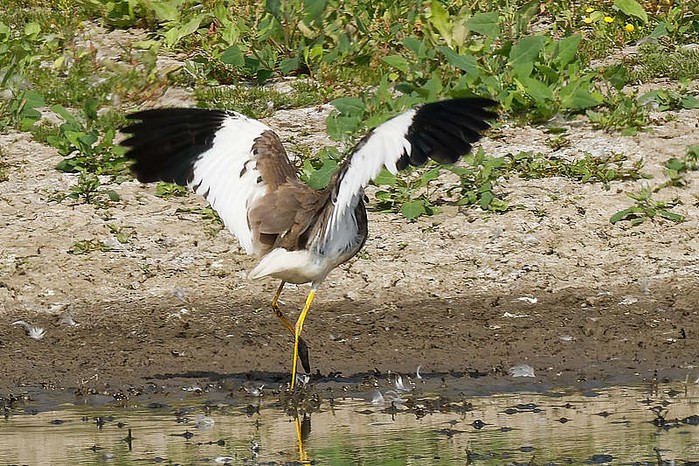White-tailed Lapwing