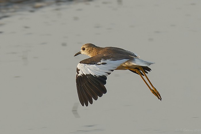 White-tailed Lapwing