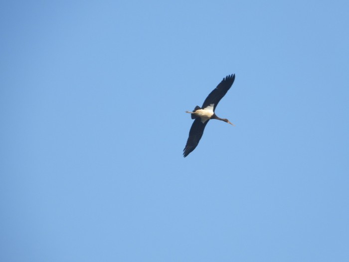 Black Stork