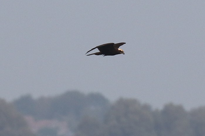 Marsh Harrier