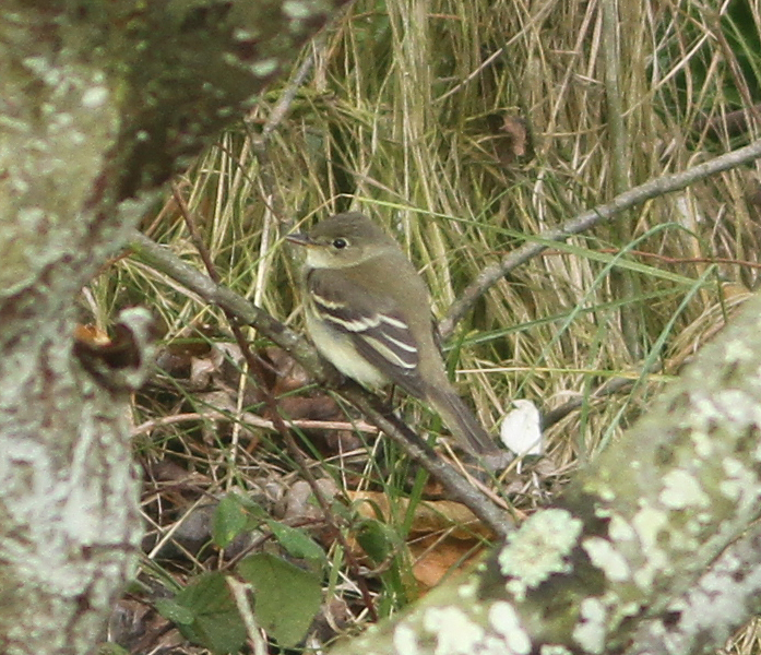 Alder Flycatcher
