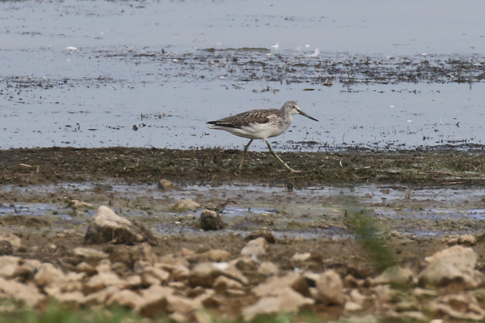 Greenshank