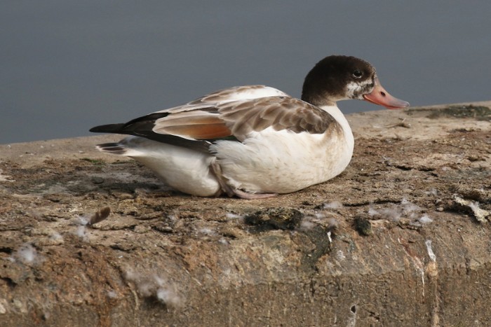 Shelduck
