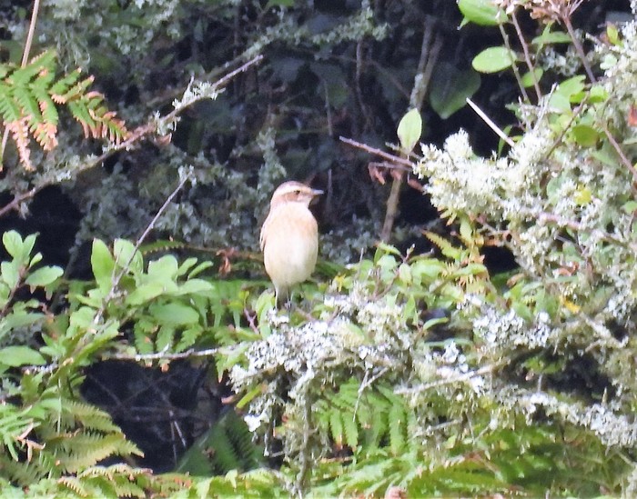 Whinchat
