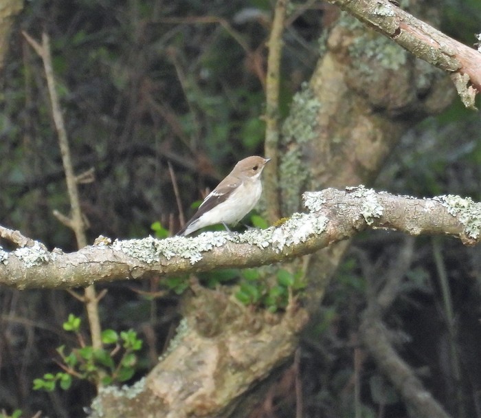 Pied Flycatcher