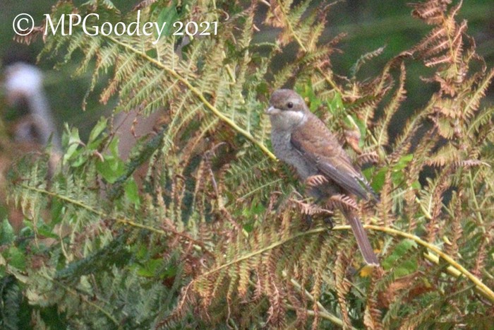 Red-backed Shrike