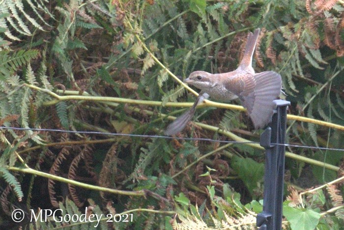 Red-backed Shrike