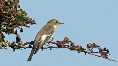Pied Flycatcher