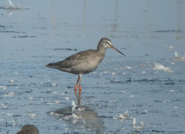 Spotted Redshank