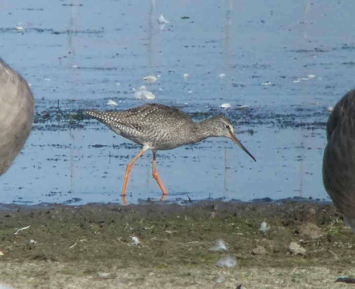 Spotted Redshank