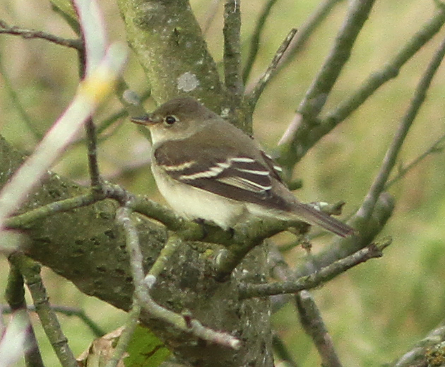 Alder Flycatcher