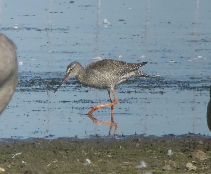 Spotted Redshank