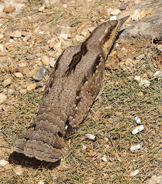 Wryneck