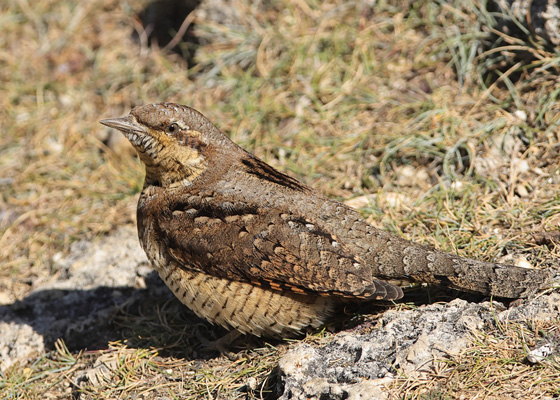 Wryneck