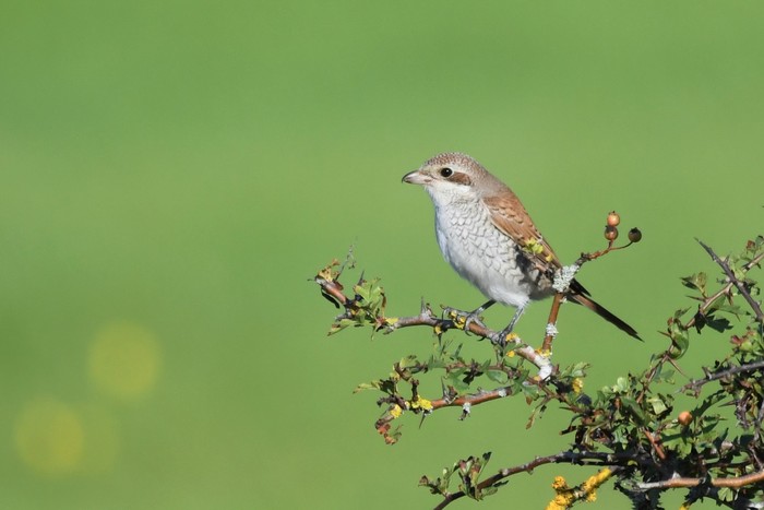 Red-backed Shrike