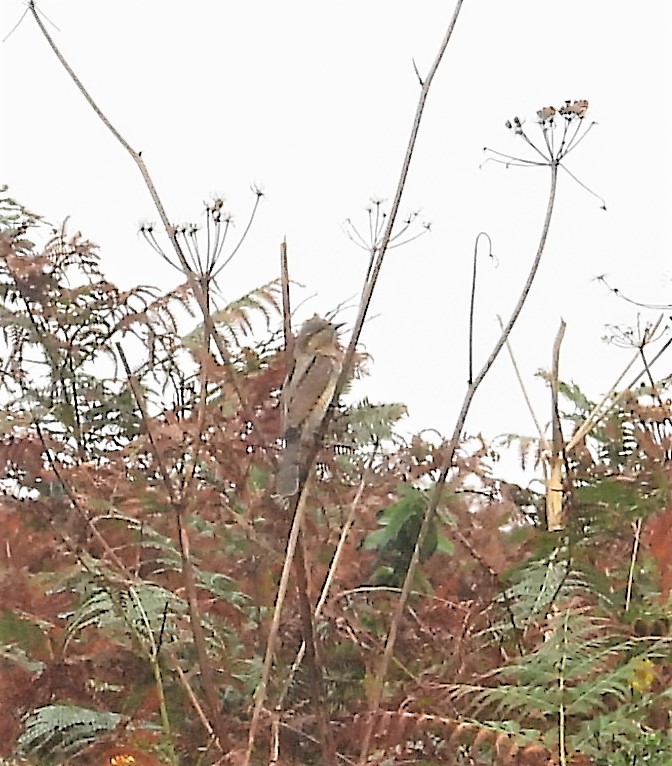 Wryneck