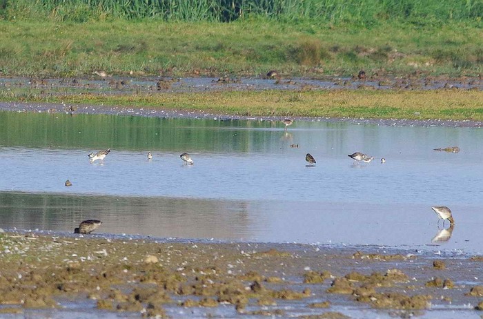 Little Stint