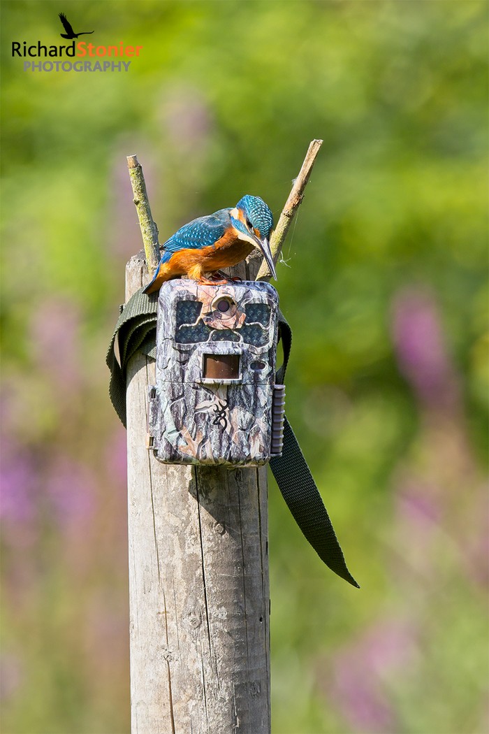 Kingfisher