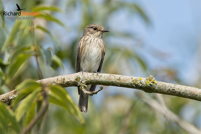 Spotted Flycatcher