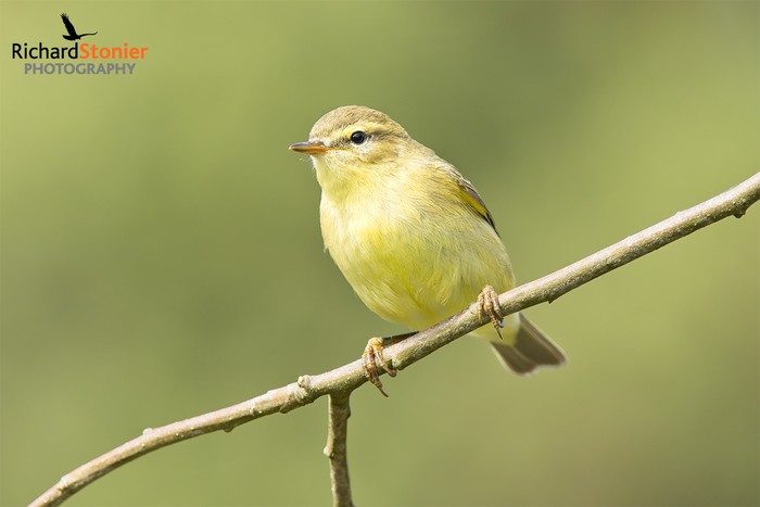Willow Warbler