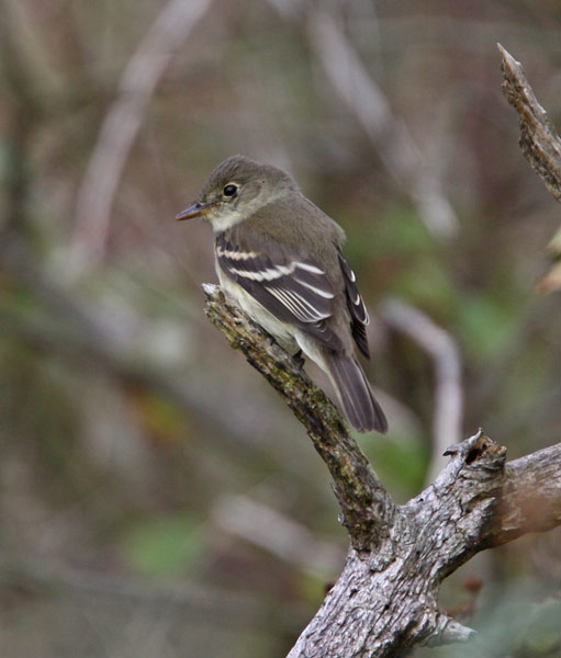 Alder Flycatcher