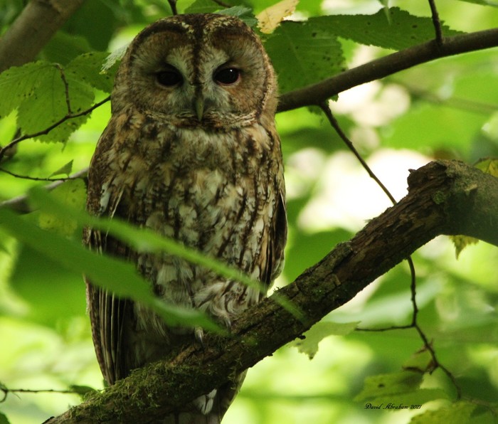 Tawny Owl 