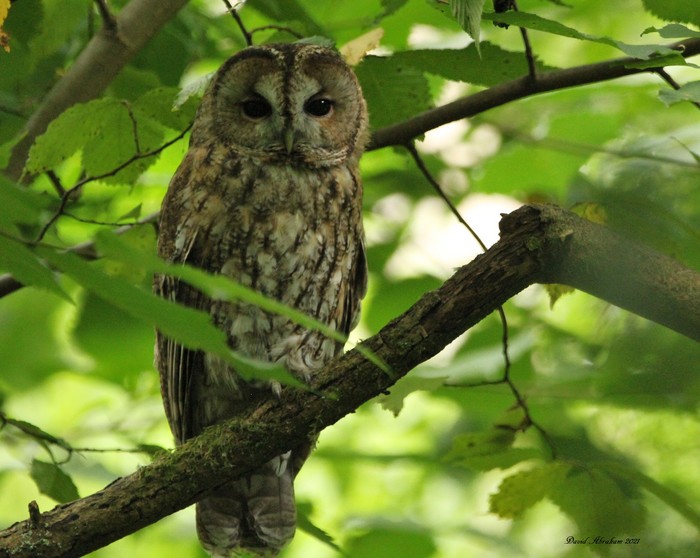 Tawny Owl 
