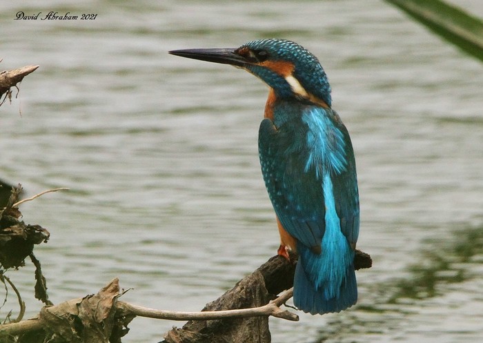 Kingfisher