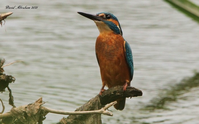 Kingfisher 